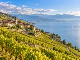Illustration of Lavaux vineyard terraces near Rivaz overlooking Lake Geneva