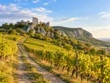 Illustration of Vineyard track below Děvičky Castle ruins near Pavlov