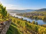 Illustration of Lower Franconian vineyard landscape above the Main River near Würzburg and Volkach