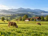 Illustration of Allgäu dairy pastures and Alpine foothills near Füssen