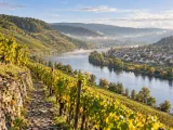 Illustration of Steep Moselle vineyards above a river village
