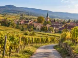 Illustration of Vineyard lane near Deidesheim beneath the Haardt