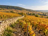 Illustration of Autumn vineyards in the Côte de Beaune