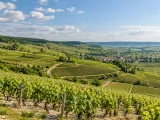 Illustration of Champagne vineyard hills near Épernay