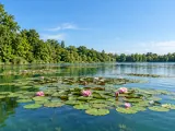 Illustration of Water lilies at Lake Hévíz