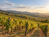 Illustration of Tokaj-Hegyalja vineyards