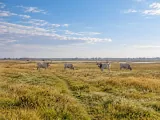 Illustration of Hortobágy puszta grassland