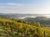 Illustration of Langhe vineyard hills