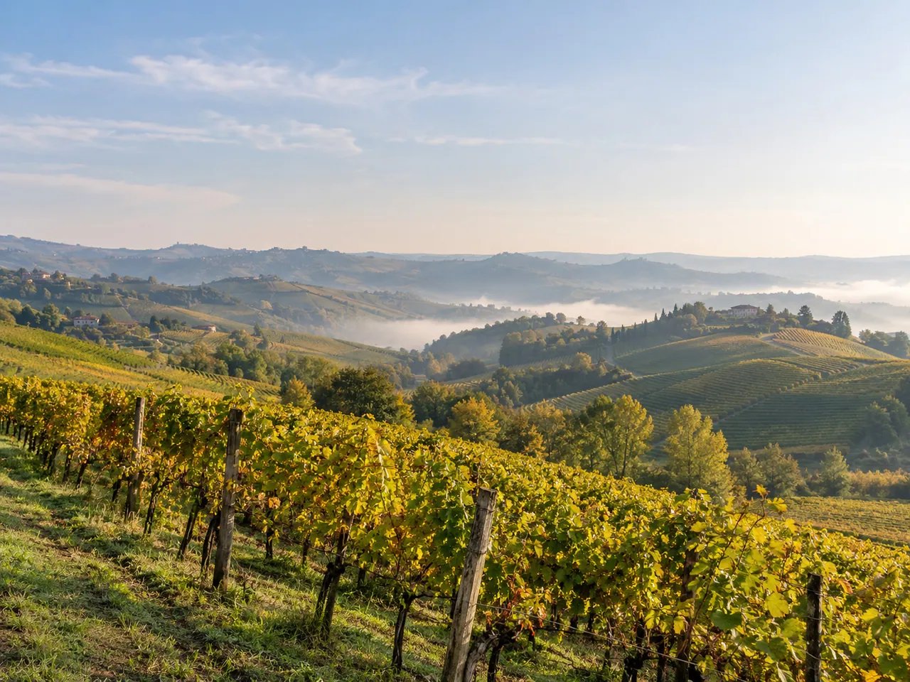 Illustration of Langhe vineyard hills