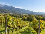 Illustration of Representative Vaduz vineyard landscape, facing away from castle and river