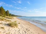 Illustration of Pine-backed beach at Jūrmala