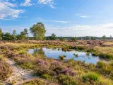 Illustration of Purple heathland in Drenthe
