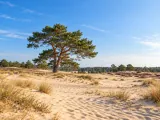 Illustration of Sand drifts and Scots pines in Hoge Veluwe
