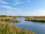 Illustration of Reed-fringed wetland in Flevoland