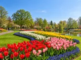 Illustration of Spring flowerbeds in Keukenhof