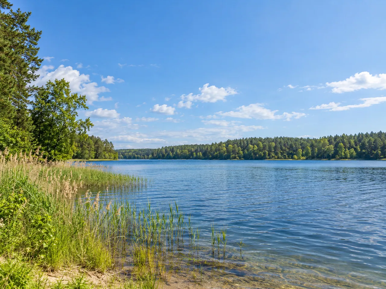 Illustration of Reed-fringed Masurian lake by Pisz Forest
