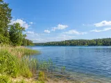 Illustration of Reed-fringed Masurian lake by Pisz Forest