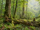 Illustration of Białowieża old-growth deciduous forest, Podlaskie