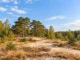 Illustration of Representative Kampinos inland dune and pine woodland in Masovia