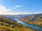 Illustration of Terraced vineyards above the Douro River, northern Portugal; representative valley view, no exact estate or river bend claimed.