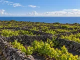 Illustration of Low basalt-walled vineyards on Pico, Azores; representative vineyard landscape, no exact parcel or windmill claimed.