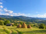 Illustration of Representative Maramureș hay meadows and wooded rolling valleys