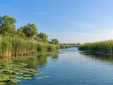 Illustration of Representative reed-lined water channel in the Romanian Danube Delta