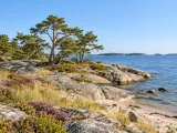Illustration of Pine-fringed smooth granite and sandy shoreline on Sandön near Sandhamn, outer Stockholm archipelago